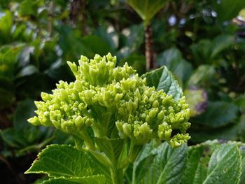 Close-up of plant