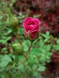 Close-up of pink rose