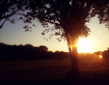 Silhouette of trees at sunset