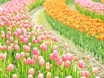 Pink tulips in garden