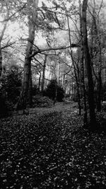 Trees in forest during autumn