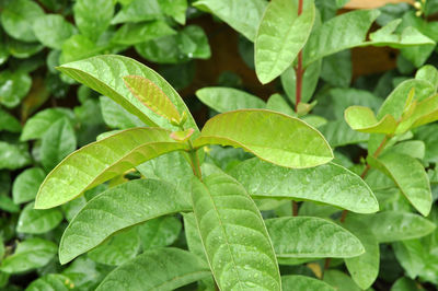 Close-up of wet leaves