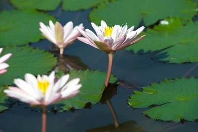 Lotus in pond