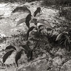 Plants growing in water