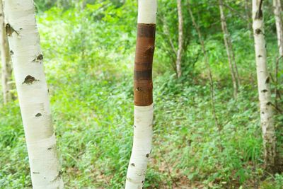 Plant growing on tree trunk