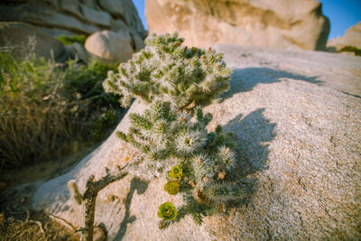 High angle view of moss growing on rock