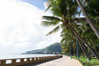 Palm trees by sea against sky