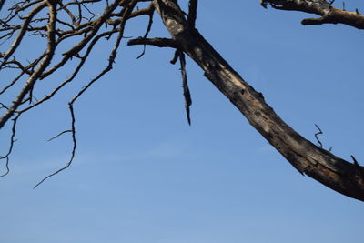 Low angle view of bare tree against clear blue sky