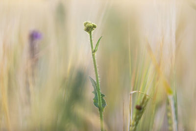 Close-up of stalks in field