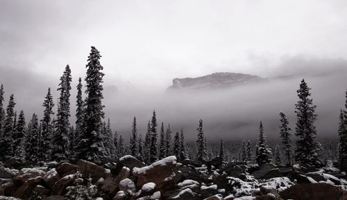 Panoramic view of pine trees against sky during winter