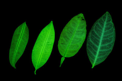 Close-up of green leaves over black background