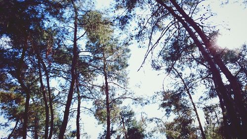 Low angle view of trees against sky