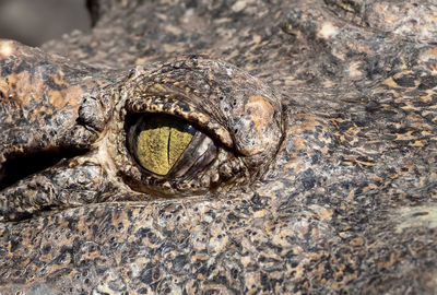 Close-up of lizard on rock