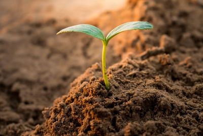 Close-up of young plant growing outdoors