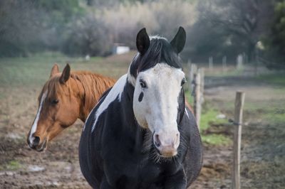 Horse standing in ranch