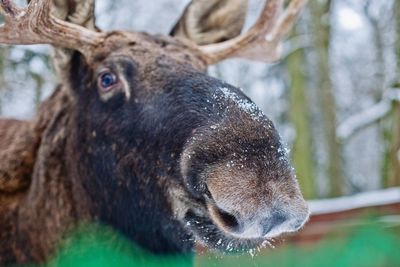 Close-up portrait moose in forest during winter