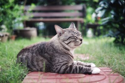 Cat resting on grass