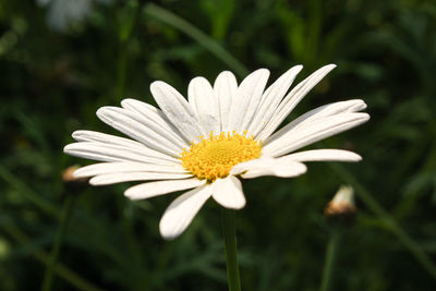 Close-up of white daisy