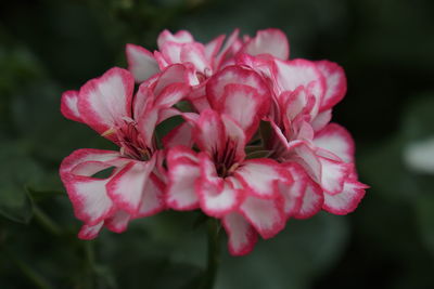 Close-up of pink rose flower