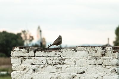 Bird perching on retaining wall against sky