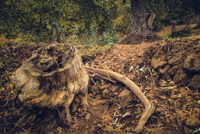 Tree trunk in forest