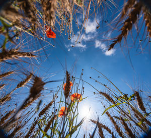 Low angle view of plants against sky