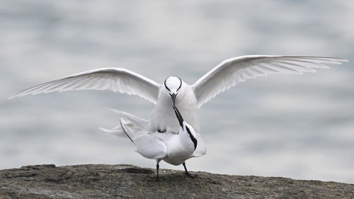 Birds mating