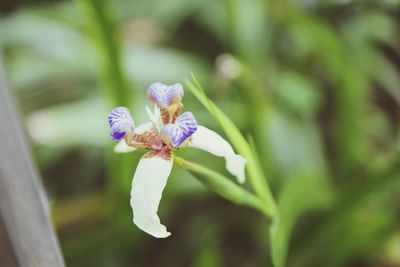 Close-up of purple flowers blooming outdoors