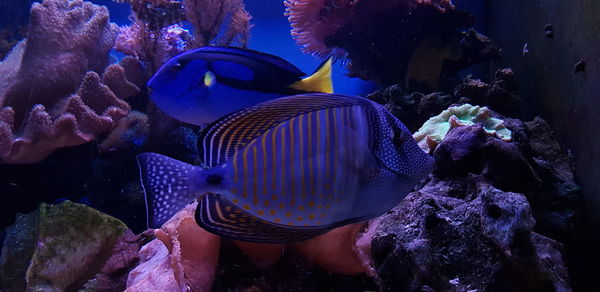 Fish swimming in sea