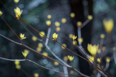 Close-up of yellow flowering plant