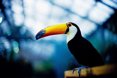Close-up of bird
