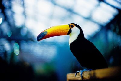 Low angle view of bird