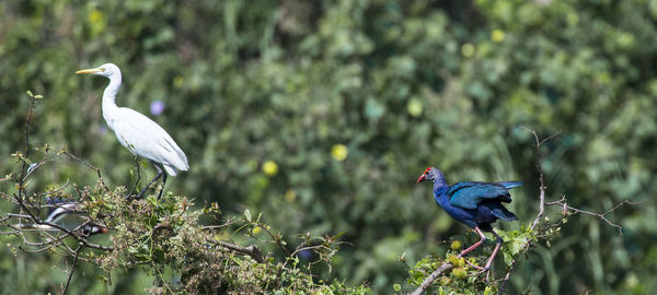 Close-up of birds perching on tree