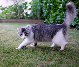 Portrait of cat on field