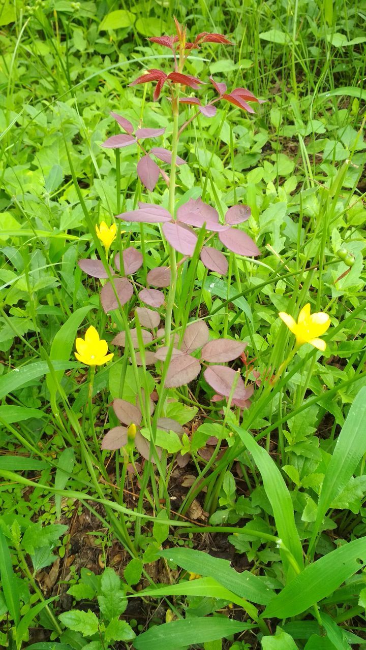 HIGH ANGLE VIEW OF FLOWERING PLANTS