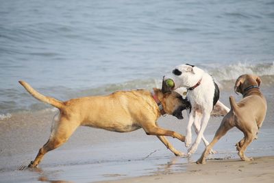 Dog on beach
