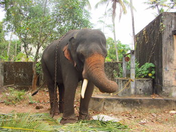 Elephant standing in a forest