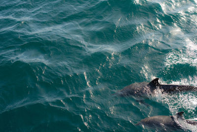 View of an swimming in sea