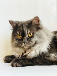 Portrait of cat sitting on floor