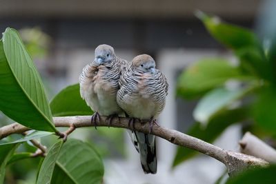 Bird perching on a branch