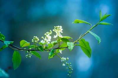 Beautiful, fresh leaves of the bird cherry tree in the spring. 