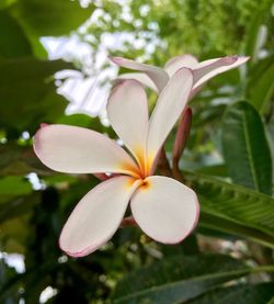 Close-up of frangipani blooming on tree