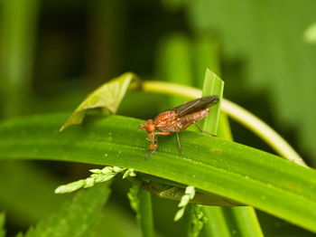 Close-up of insect on leaf