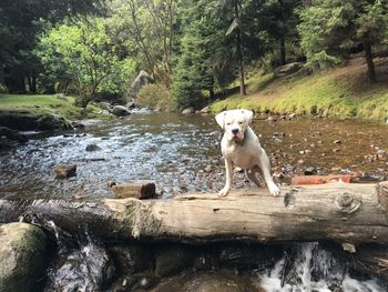 Dog sitting on rock by trees