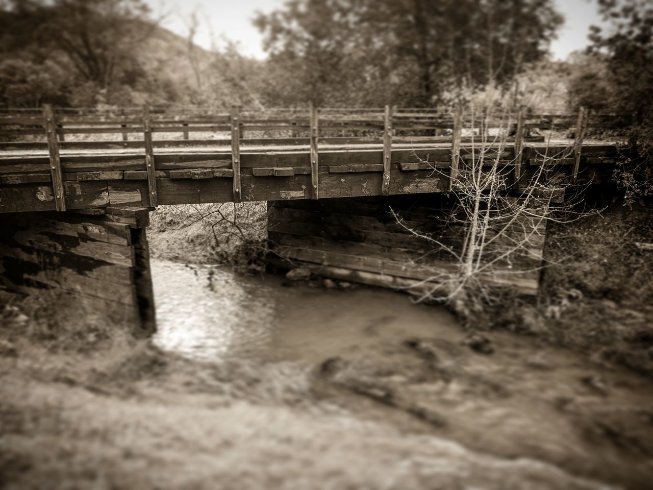 SURFACE LEVEL OF RIVER BY TREES