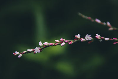 Close-up of pink flowering plant