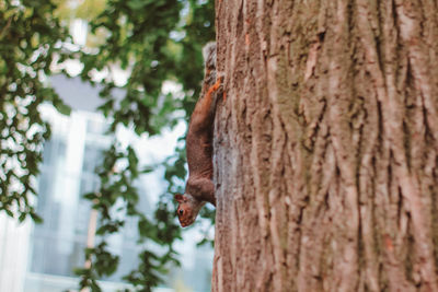 Close-up of squirrel on tree trunk