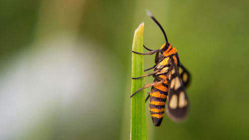 Close-up of insect on leaf