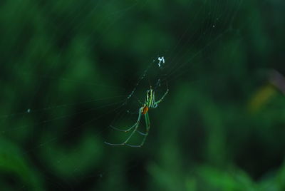 Close-up of spider on web