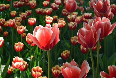 Close-up of red tulips